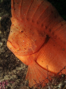 Red Indian Fish, Bare Island by Doug Anderson 